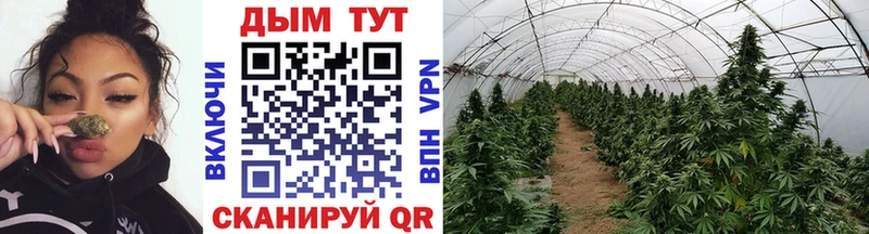 площадка наркотические препараты Чекалин Каннабис LSD WEED что такое
